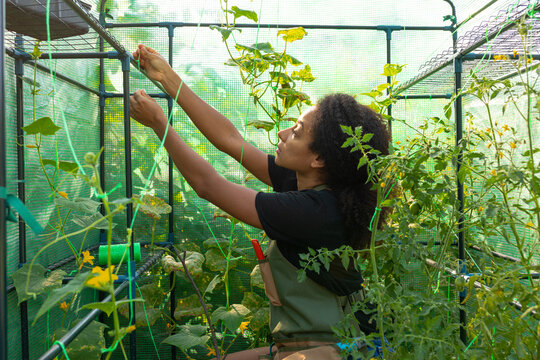 tying tomatoes