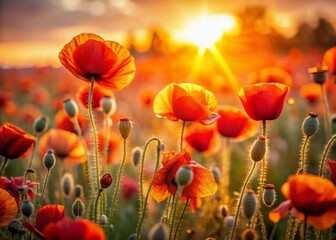 Fototapeta premium Vibrant Poppy Field Sunset - Bokeh Photography