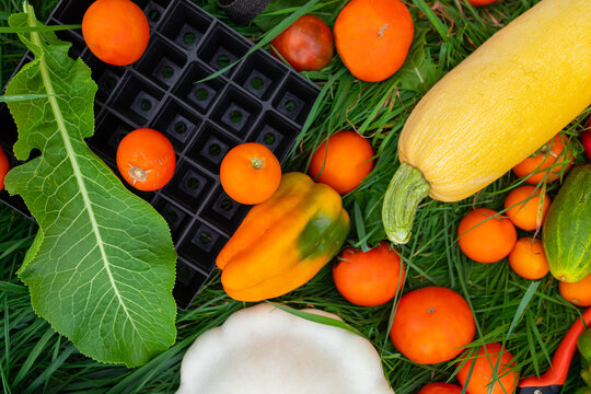 vegetables and seedling cassettes