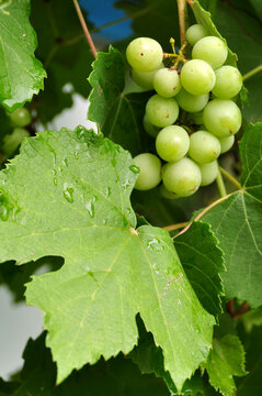 uvas chinches