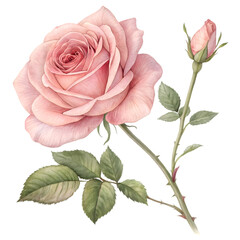 Fototapeta premium Pink Rose Flower Image: High-Res Bloom on transparent background