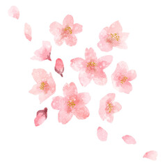 桜の花と蕾と花びらの水彩風イラスト素材　春イメージ