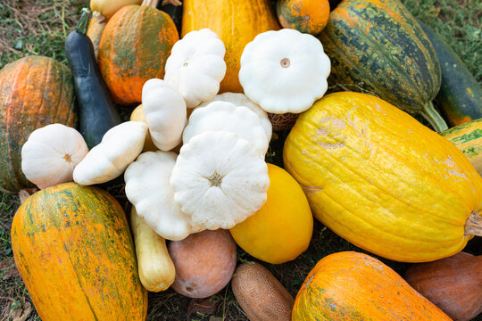 variety of pome crops