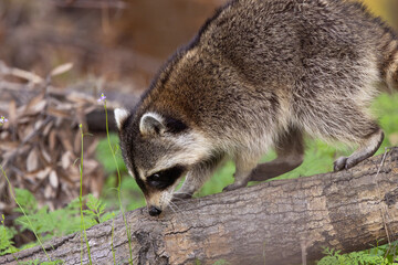 Fototapeta premium Adorable raccoon (Procyon lotor) at Myakka River State Park, Florida