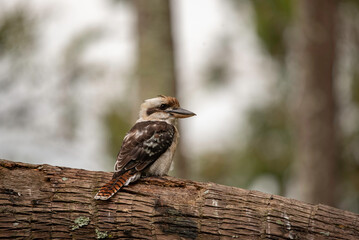 portrait of a Kookaburra