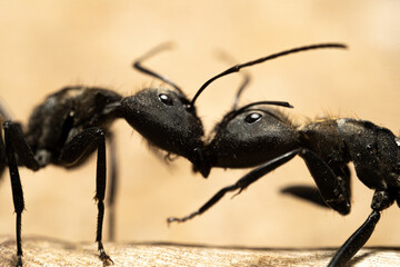 Close up of two black ants Camponotus biting each other 