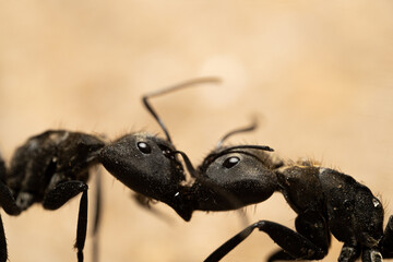 Close up of two black ants Camponotus biting each other 