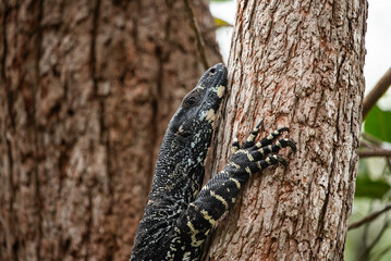 Large goanna in a tree