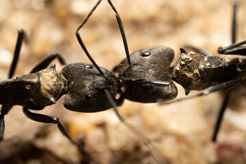 Close up of two black ants Camponotus biting each other 