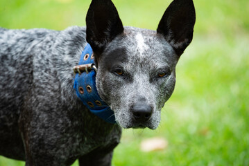 portrait of a blue heeler dog