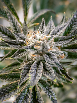 Marijuana Bud with Leaves Growing on Plant