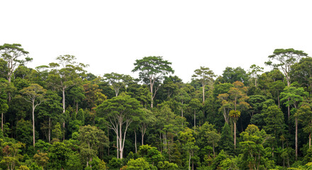 Amazon rainforest, landscape, PNG, rainforest trees, lush greenery, nature background, tropical plants, exotic plants, wildlife habitat, amazon jungle