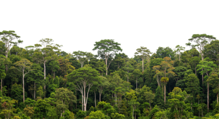 Amazon rainforest, landscape, PNG, rainforest trees, lush greenery, nature background, tropical plants, exotic plants, wildlife habitat, amazon jungle