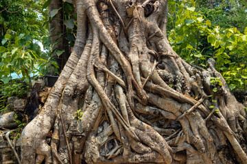 Tree root structure close up
