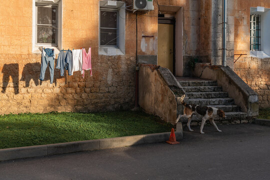 Tricolor dog walking near an old building with drying clothes