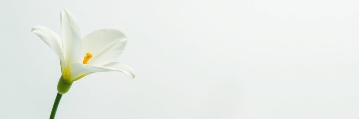 Obraz premium Elegant single white freesia blossom, pure white background, beauty, soft, aroma