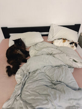 UGC photo of two fluffy cats lying in their owner's bed 