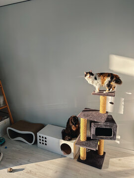 UGC shot of two cats playing on cat scratching post 