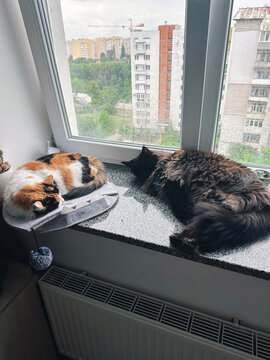 UGC photo of pair of fluffy cats having nap on marble window sill 
