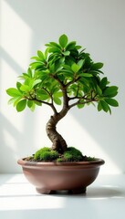 Ficus bonsai in shallow pot, sunlight, white backdrop, green, simple, branch
