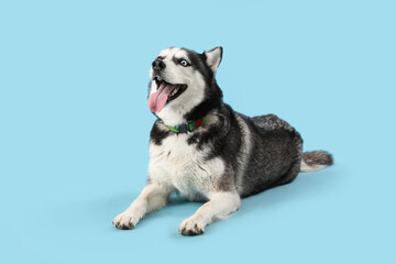 Adorable Husky dog on blue background