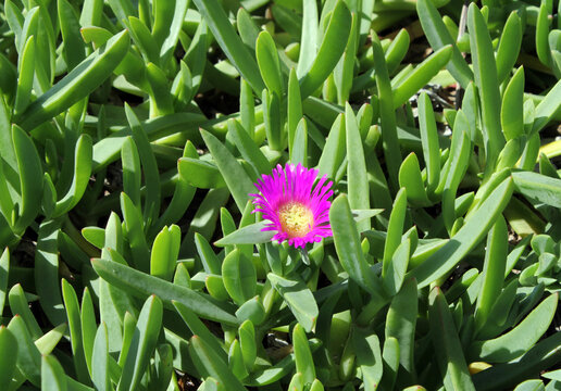 Pink pigface flower on a carpobrotus glaucescens plant on a beach