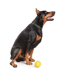 Adorable Doberman on white background. Domestic pet