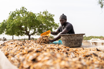 Senegalese fisherman preparing artisanal dried fish in Africa