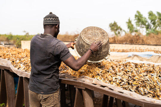 Senegalese worker drying fish in the sun using a basin