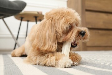 Cute dog with chew bone on floor at home