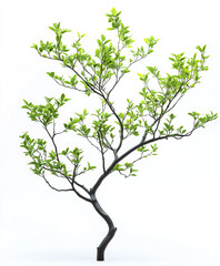 Obraz premium Thin branches of tea tree with bright green foliage