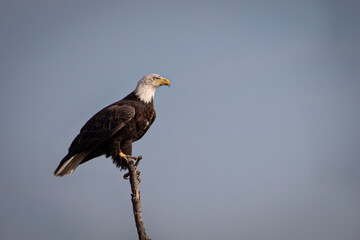 Bald Eagle Freedom Bird Raptor