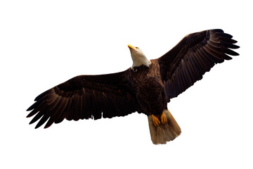 Bald eagle (Haliaeetus leucocephalus) flying over Lido Key, Florida. Eagle cropped from my original photo and isolated in a transparent PNG, a photo asset for your design projects.