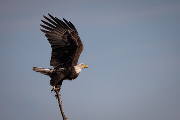 Bald Eagle in Flight Bird Raptor Freedom