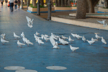 Flock of Pigeons at sunrise in the tourist city of Benidorm in Alicante, Spain in 2024.