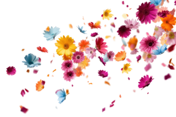 vibrant flowers petals falling on transparent background