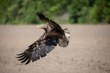 Bald Eagle Bird Raptor Freedom
