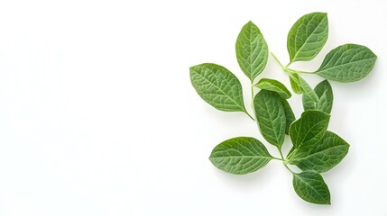 Fototapeta premium Fresh Green Leaves Isolated on White Background