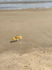 Obraz premium A small sand crab with a pale yellow shell and large white claw stands on a textured sandy surface. Its black eyes protrude as it appears alert, blending naturally with the surroundings.