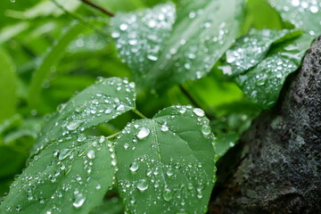 水滴る梅雨の山