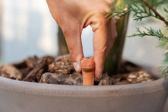 Woman putting humidity indicator in pot