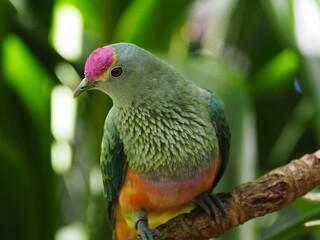 Elegant Rose-crowned Fruit Dove.