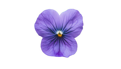 a close-up view of a vibrant purple flower with delicate petals and intricate veining set against a clean white background emphasizing its natural beauty and detail