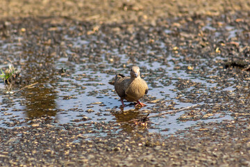 Dove drinking water from a puddle in the city park.