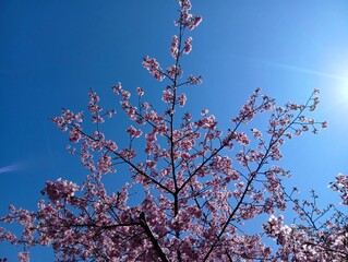 青空に映える桜