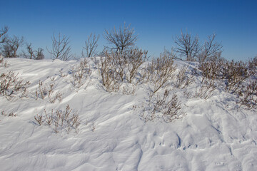 Obraz premium deep snow in a farm shelterbelt