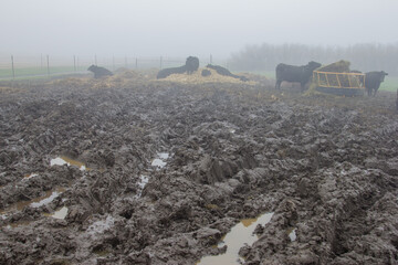 muddy cattle yard