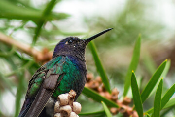Beija-flor-tesoura (Eupetomena macroura)
