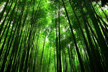 竹林