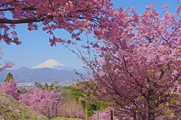 Naklejka premium 桜と富士山